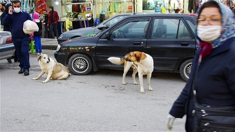 سگ‌هاي بلاصاحب ميهمانان ناخوانده آرامش شهروندان