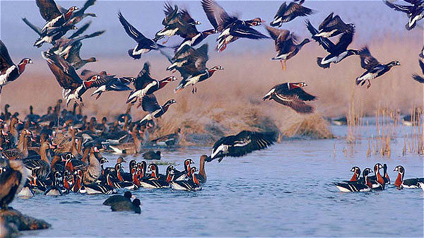 تالابهاي آذربايجانغربي؛ پناهگاه پرندگان مهاجر در بحران درياچه اروميه