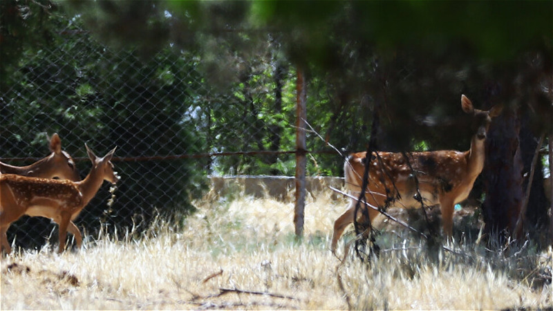 زندگی در پارک ملی دریاچه ارومیه جریان دارد