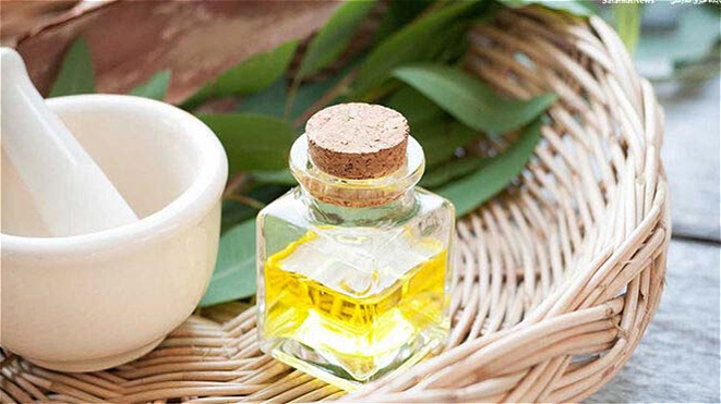 اکاليپتوس؛ راز آبرساني و تسکين دردهاي مفصلي