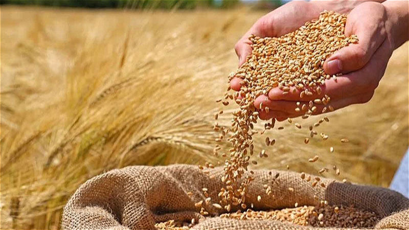 ذخایر گندم آذربایجان‌غربی تا یک سال تامین شد