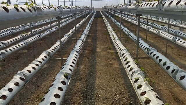 آغاز هوشمندسازی گلخانه‌های آذربایجان غربی با انرژی خورشیدی برای مقابله با کم‌آبی